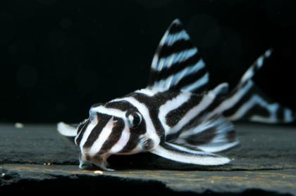 6x L46 Zebrawels zu verkaufen!!