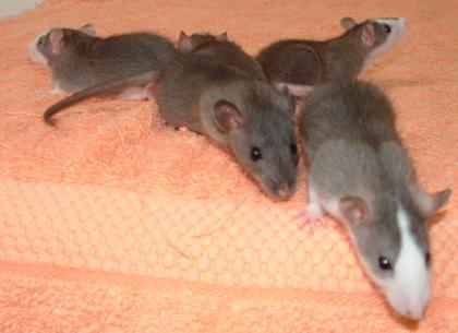 Viele Ratten aus Notfällen suchen ein neues Zuhause.