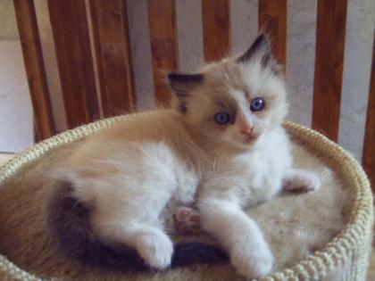 Zauberhafte verschmuste Ragdollkitten
