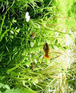 Großes Fettblatt, Aquariumpflanze, Versand/ Abholung