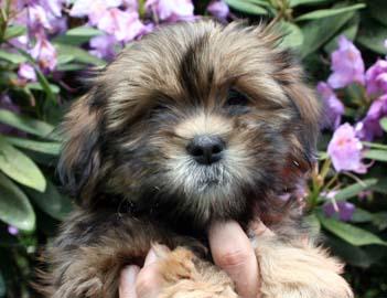 Lhasa Apso Welpen