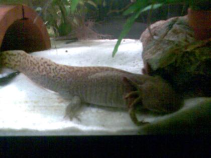 Axolotlmännchen
