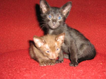 Kitten Oriental Siam Mix Havanna 