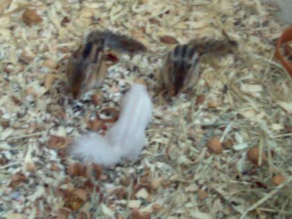 Biete wildfarbene und weiße Streifenhörnchen