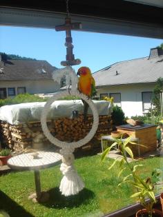 Sonnensittich Henne 0,1 abzugeben