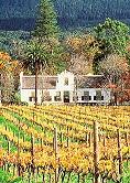 Weinpatenschaft, Weinstockpate, Südafrika Wein, Wein, Geschenk