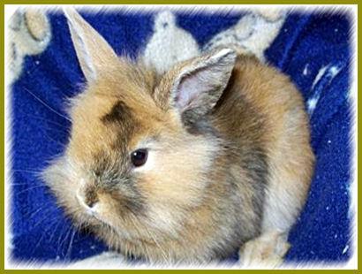 12 Süße Zwergkaninchen Babys