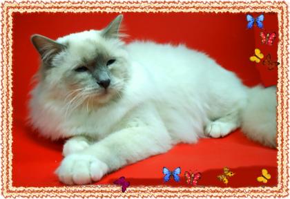 Hl. Birma Deckkater Internationaler Ch. hat noch Decktermine frei 