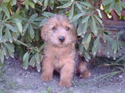 Norfolk terrier Welpen