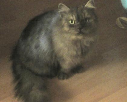 Wir suchen ein Katzenbaby; Perser Maine Coon Mix Kater