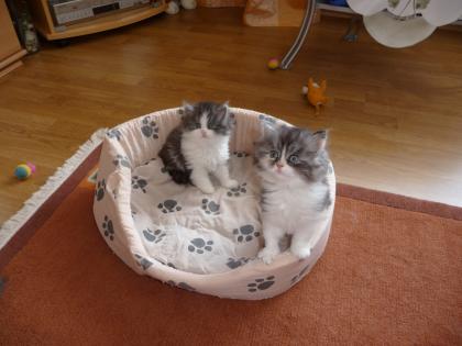 Perserbabys zu verkaufen!!!!