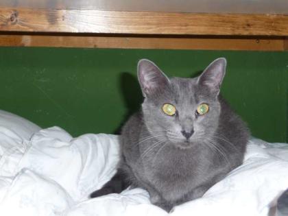 3 beinige Katze Fity!