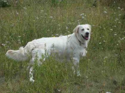 Golden Retriever Welpen (creme)