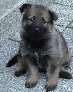 Schäferhundwelpen