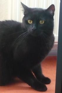 Kater-paule