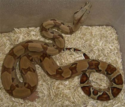 Boa constrictor Farbvarianten