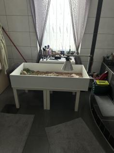 Landschildkröte zu verschenken