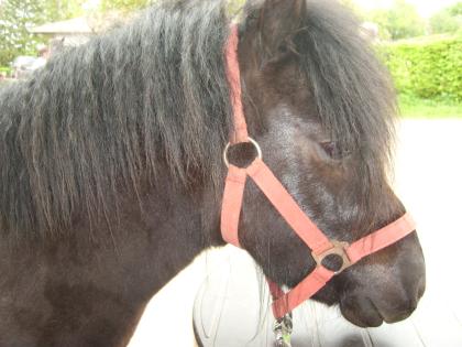 Verkaufe Shettlandpony.