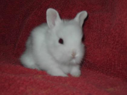 Löwenköpfchen suchen Kuschelplatz 