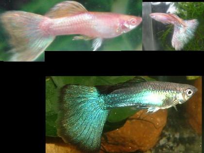 Wer besitzt Pinke und/oder Türkis Guppys? 
