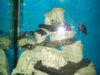 Tropheus Ikula Bemba und Maswa