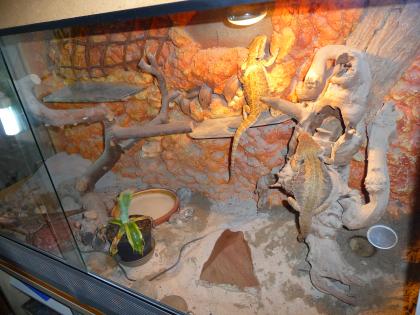 Barti-Zuchtgruppe 1.2 (gerne mit Terrarium) für 300EUR