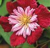 Traumhafte Oxalis versicolor, für Topfbepflanzung geeignet