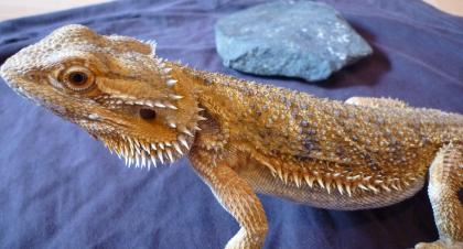 Farbbartagame Weibchen abzugeben