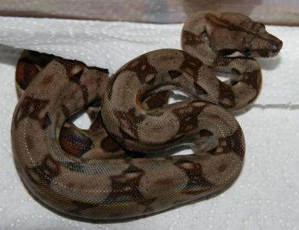 Boa constrictor imperator – Ecuador