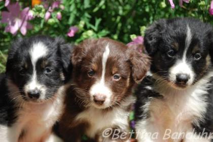 Ein Australian Shepherd Welpe sucht noch ein neues zu Hause