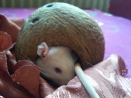 RATTEN ZU VERSCHENKEN