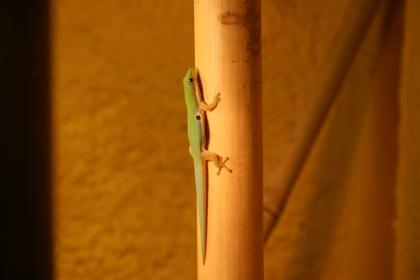 1,1 Phelsuma Quadriocellata Parva West mit Terrarium