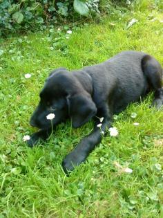 Labrador Deutsch Drahthaar (Lizzy)