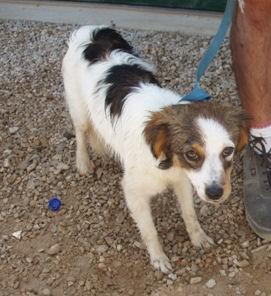 Jake sucht ein neues zu Hause!!!