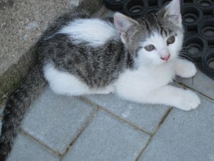 Der süsse Max sucht ein neues Zuhause!