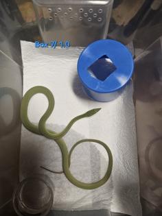 Philodryas baroni DNZ 08/25