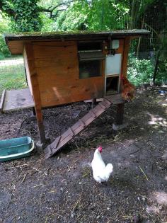 Winterfester Hühnerstall