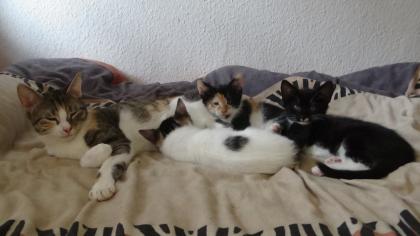 Kitten suchen ihr Zuhause