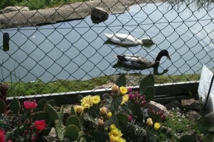 Griechische Landschildkröten, Thb. un Thh. (kleinbleibende Unterart aus dem west