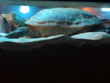 Chinesische Dreikielschildkröte 