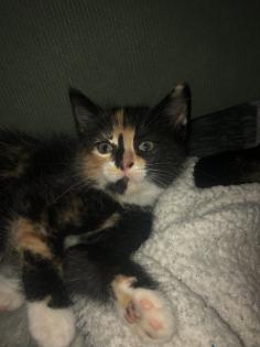 2 Süßen Katzenbabys