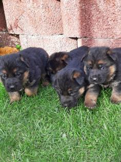Sehr schöne schwarz-braune Schäferhundwelpen