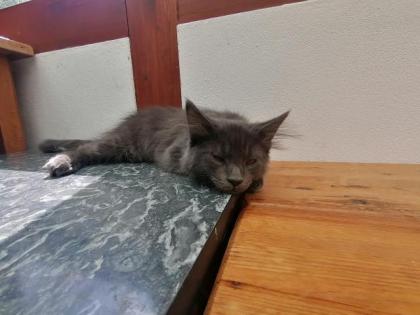 Main Coon Kitten suchen liebevolles Zuhause! 