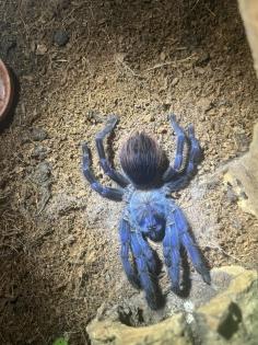 Vogelspinnen Chromatopelma und Pterinopelma