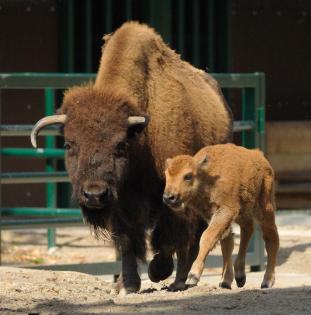 Bison Kälber