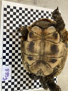 Adulte.männl.  Landschildkröte