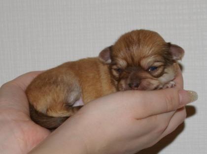 Chihuahuawelpen mit Ahnenetafel vom seriösen Züchter
