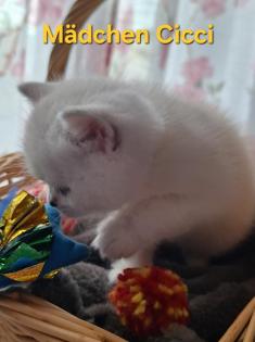 Bkh kitten mit blau augen