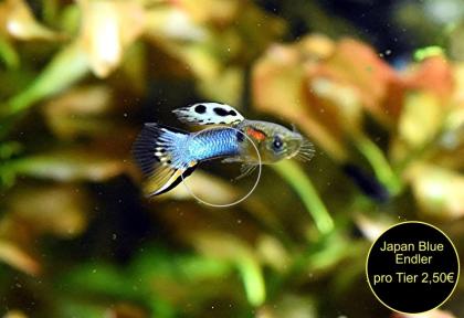 Endler, Guppy, reinerbig, ab 2€ (Versand/ Abholung)