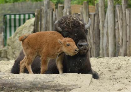 Bison Kälber